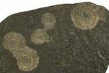 Fossil Ammonite (Dactylioceras) Cluster - Posidonia Shale, Germany #335070-1